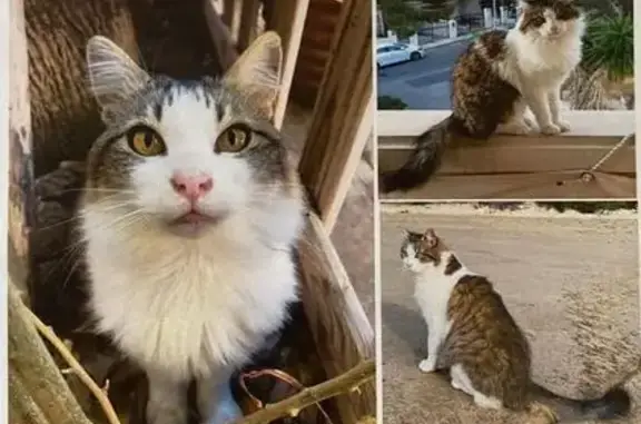 ¡Ayuda! Gato Perdido en Cap Salou