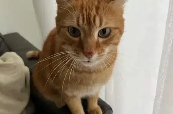 Animaux perdus Lyon, photo: Chat roux disparu à Lyon 2