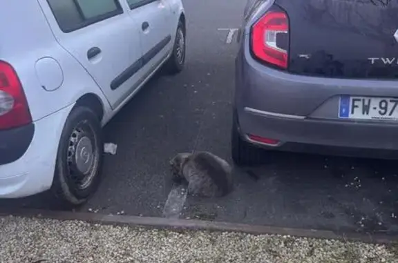 Chatte grise blessée trouvée à Belleville - photo