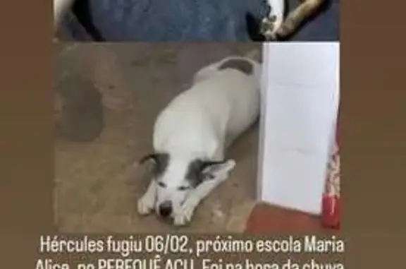 Cachorro Idoso Perdido em Ubatuba: Ajude!