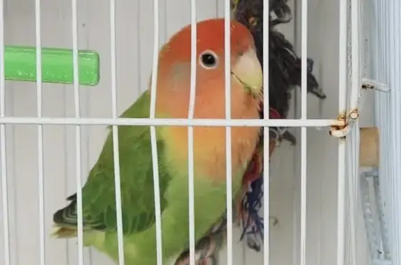 Lost Female Lovebird: Compassvale Rd