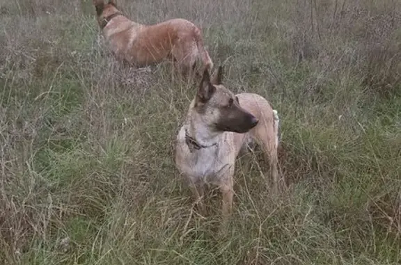 Malinois femelle perdue en forêt du Beausset - photo