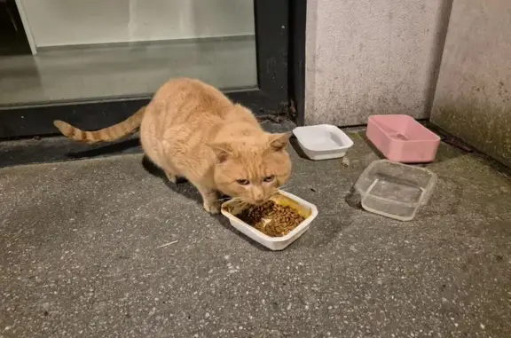 Chat mâle roux trouvé à Bordeaux - photo