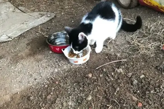 Chatte blanche et noire trouvée à Charnas - photo