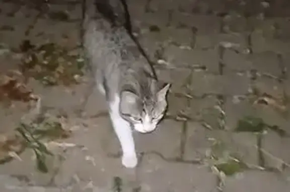 Chat trouvé Guîtres, photo: Chat européen câlin trouvé à Guitres