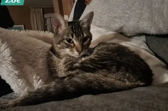 Chat perdu, Vieille-Toulouse, photo: Chatte tigrée Zoé perdue à Vieille-Toulouse