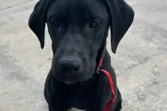 Friendly Lab Mix Found on Singley Rd