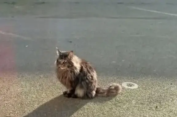Animaux trouvés , photo: Maine Coon gris trouvé à Helléan