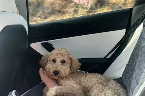 Lost 7-Month Goldendoodle in Mesa