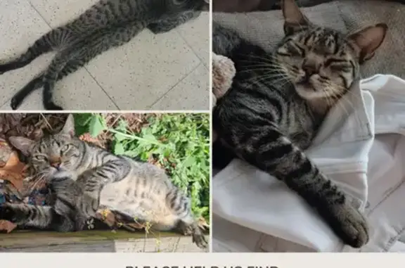 Missing: Sweet 3-Year-Old Tabby Cat