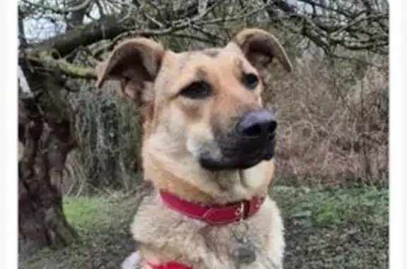 Chien perdu Éragny, photo : Chienne peureuse perdue à Éragny