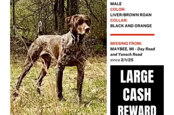 Lost Male German Shorthair in Maybee