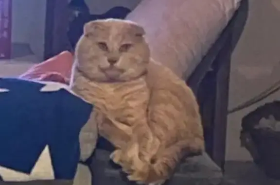 Animaux perdus Pomarez, photo: Chat crème disparu à Pomarez/Castel-Sarrazin