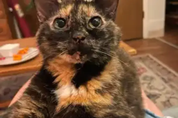 Help Find Keekee: Lost Tortoiseshell Cat