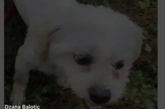 Lost Bichon with Unique Mark in Akron