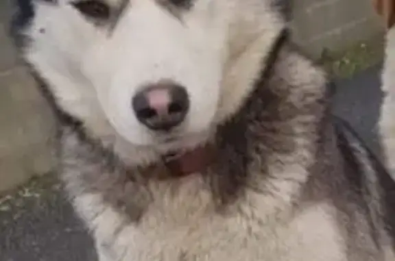 Chien perdu , photo : Husky femelle disparue à Doussay
