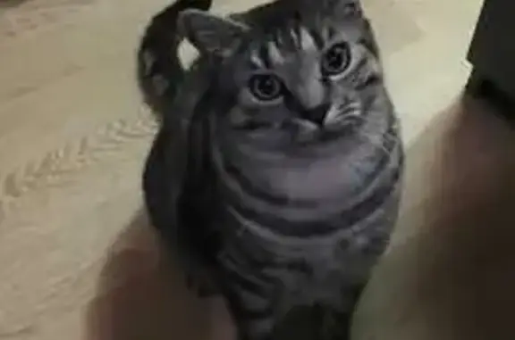 Chat perdu, Alfortville, photo: Chat européen gris perdu à Alfortville