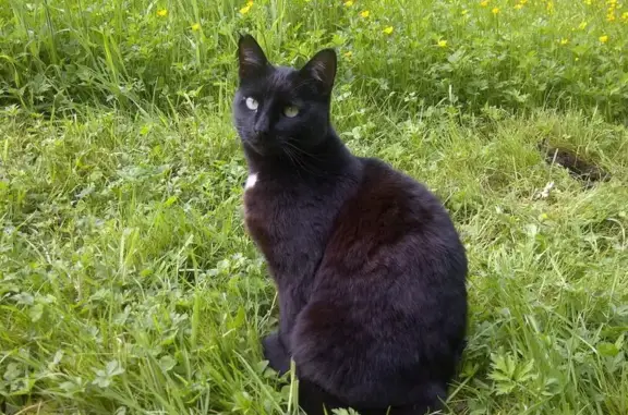 Chat noir disparu, tache blanche, Épinac - photo