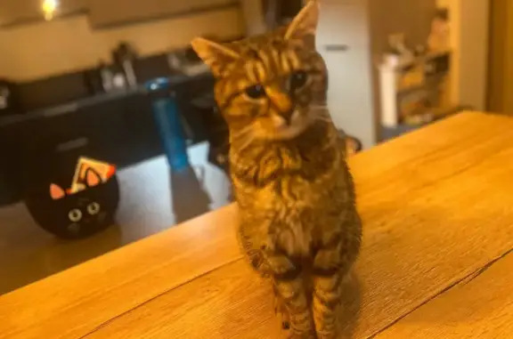 Animaux perdus Osny, photo: Chat européen tigré perdu à Osny