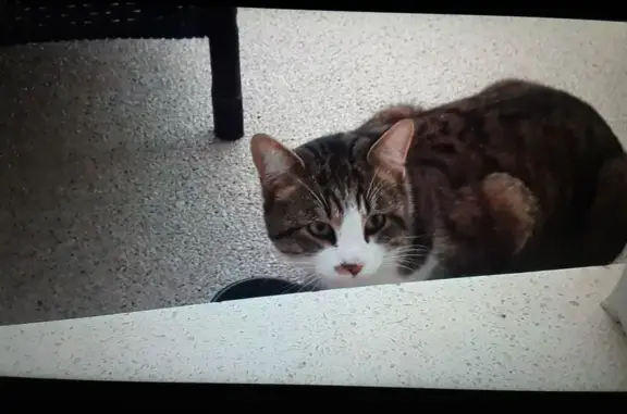 Animaux trouvés Roujan, photo: Chat européen gris/blanc trouvé à Roujan