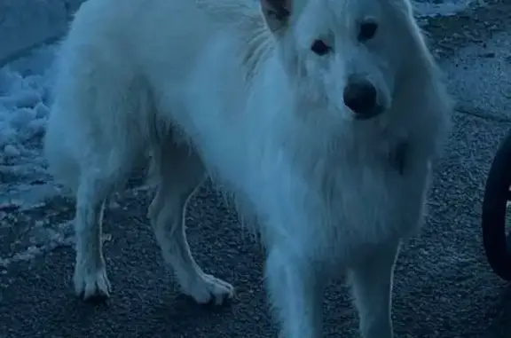 Animaux perdus , photo: Perdu : Berger Blanc Suisse à Lamoura