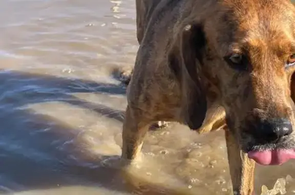 Chien perdu , photo : Chien disparu à Calcatoggio, aide !