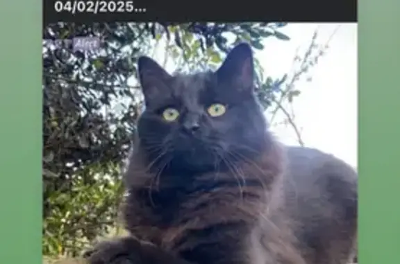Chat noir perdu à La Hordrais - photo