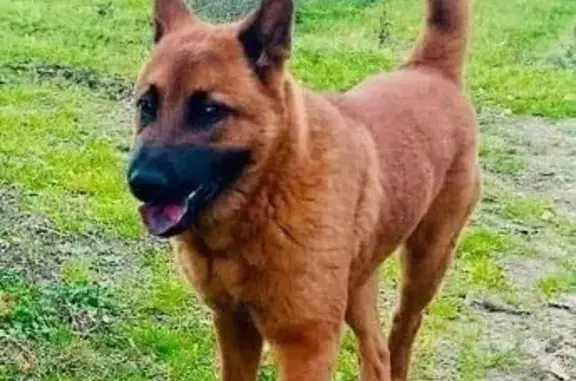 Animaux trouvés Millas, photo: Jeune chien mâle croisé trouvé à Millas