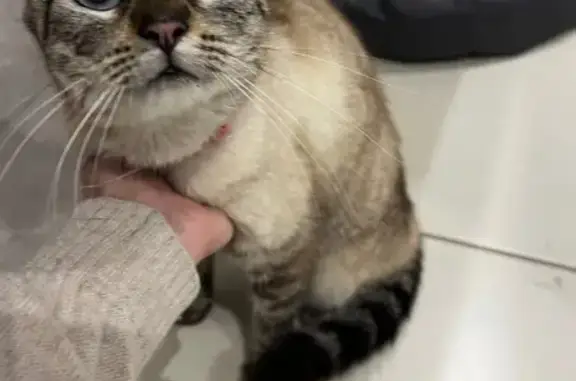 Animaux trouvés Saint-Amant-de-Boixe, photo: Chatte beige trouvée avec collier rose