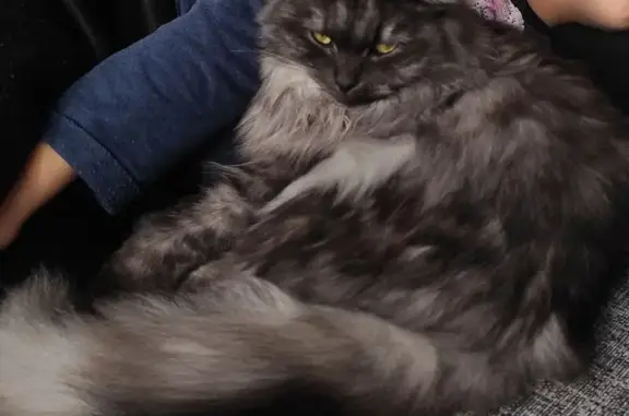 Chatte Angora grise perdue à Bombon - photo