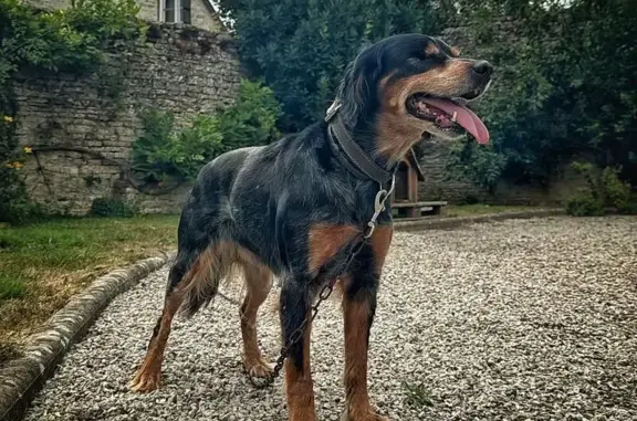 Chien perdu Le Manoir, photo : Chien borgne Iris perdue à Le Manoir