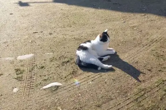 Chat trouvé Ingré, photo: Chat blanc et noir trouvé à Ingré