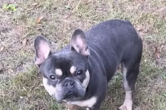 Lost French Bulldog on W 45th, Savannah