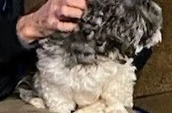 Lost Lhasa Apso: Grey & White, Needs Help