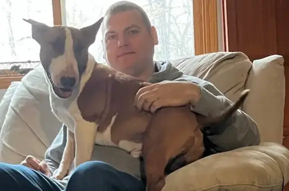 Lost Bullterrier: Red Bandanna, Allegan