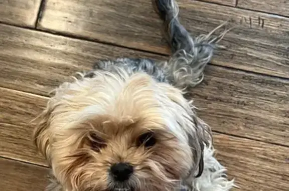 Lost Shorkie in Idaho Falls - Help Needed!