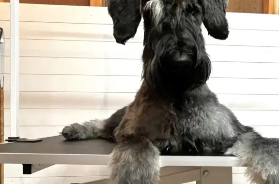 Lost Giant Schnauzer: Pandora in Waterloo