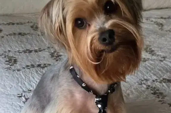 Lost Yorkie: Cujo Needs Your Help!