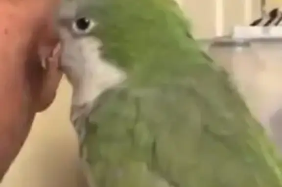 Lost Quaker Parrot: Jack Needs Help!