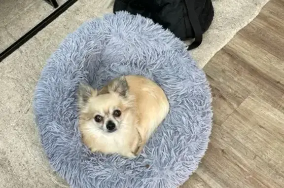 Animaux perdus , photo: Chihuahua crème 6 ans perdu à Chamouille