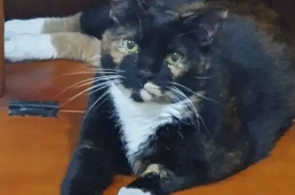 Lost Tortoiseshell Cat in Logan Area