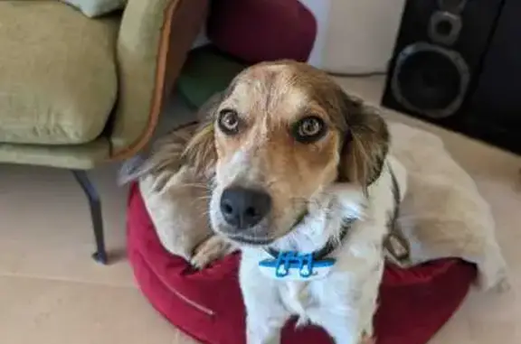 Chienne croisée perdue près de Caromb - photo