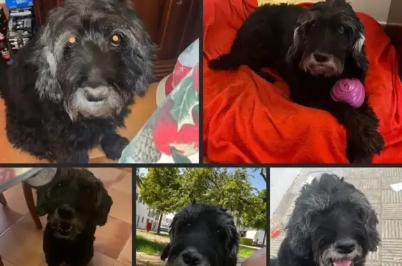 Perro perdido en Utrera: Lana, 13 años