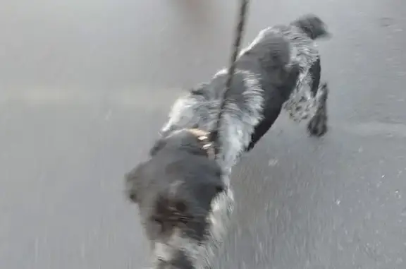 Chien noir et blanc trouvé à Somain - photo