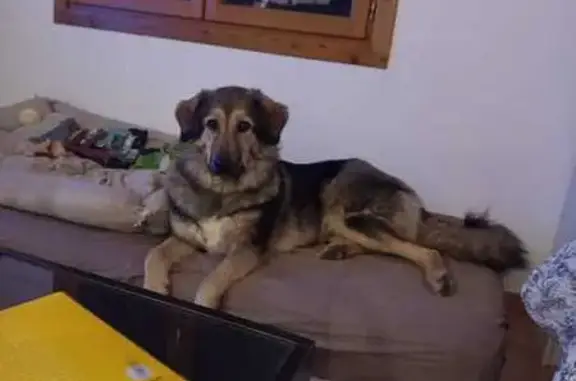 Chien perdu Tanneron, photo : Lilou, chienne perdue à Tanneron