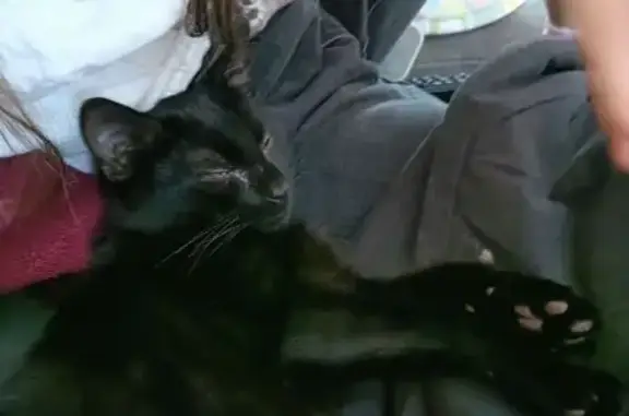 Jeune chat mâle perdu à Landaul - photo