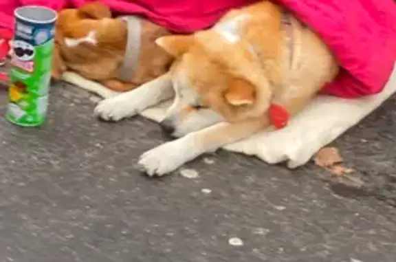 Chien Akita suspecté de vol à Paris - photo