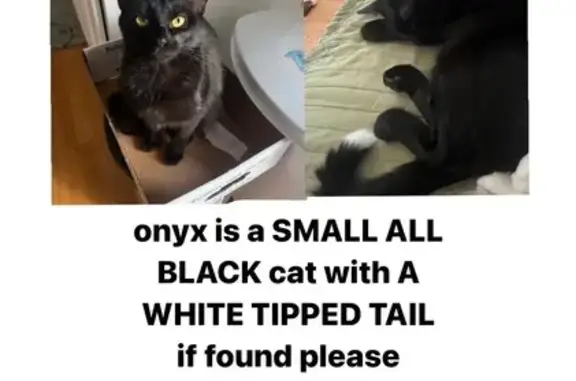 Lost: Onyx, Black Cat with White Tail Tip