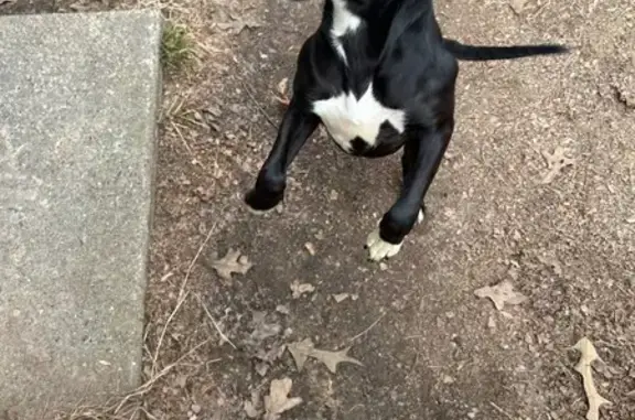 Found Puppy: Black & White, Sherwood