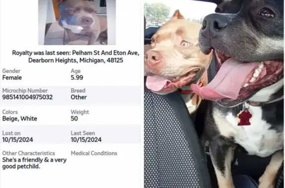 Lost Pit Bull: Beige & White in Dearborn